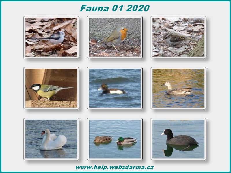 fauna 01